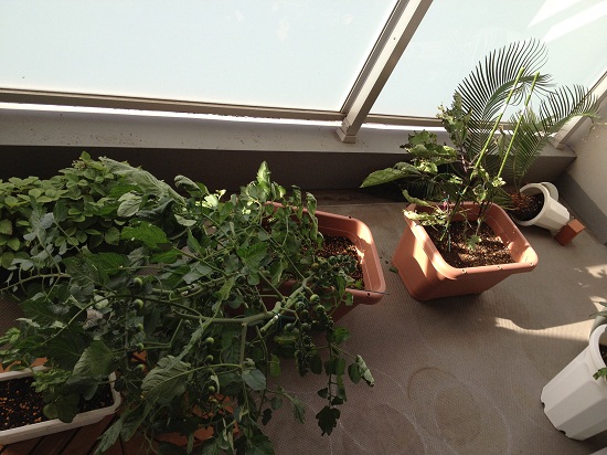 台風で折れたミニトマト