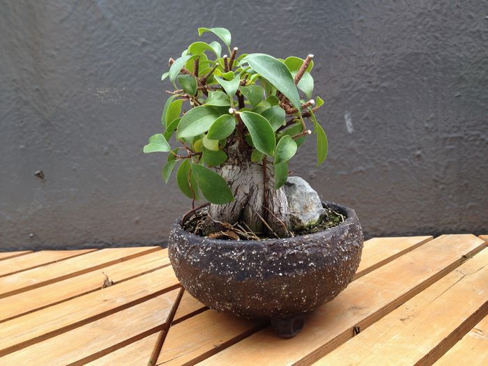 ガジュマル盆栽の剪定