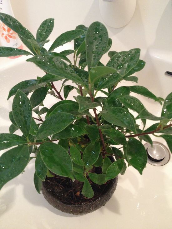 ガジュマル冬の水やり