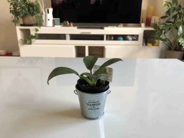 フィロデンドロン