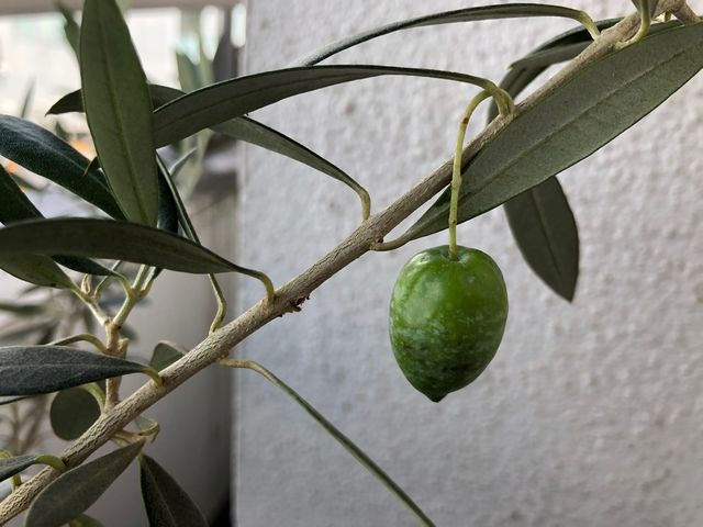 オリーブの実1