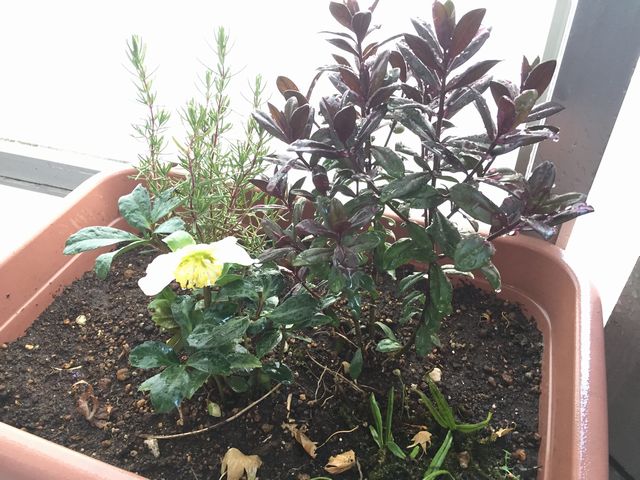 クリスマスローズ