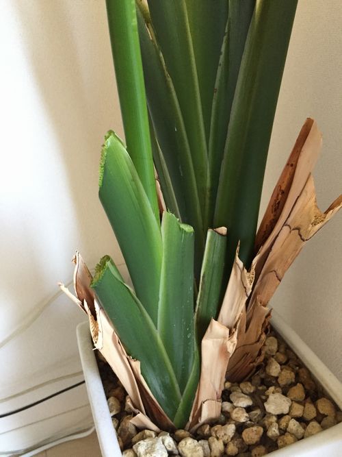 オーガスタ剪定