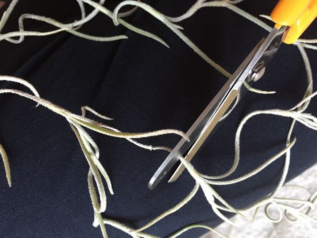 ウスネオイデスを切る