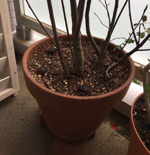 ジューンベリーの植木鉢