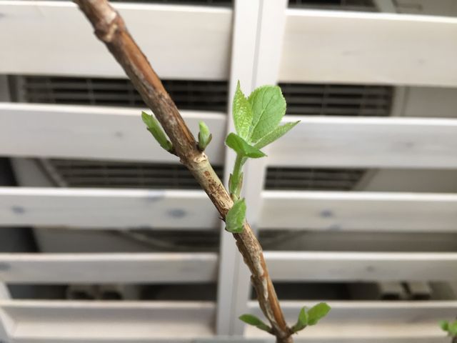 アナベル新芽が出た