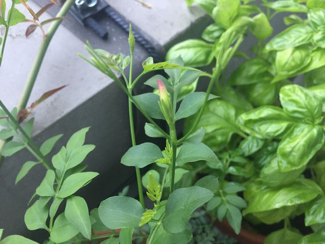 ジャスミン・ホワイトプリンセス