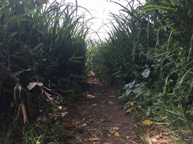 菖蒲のトンネル