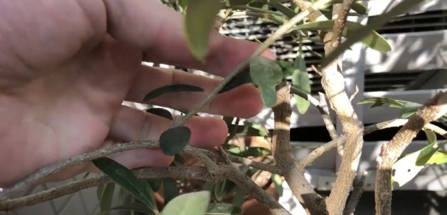 オリーブ横向き枝