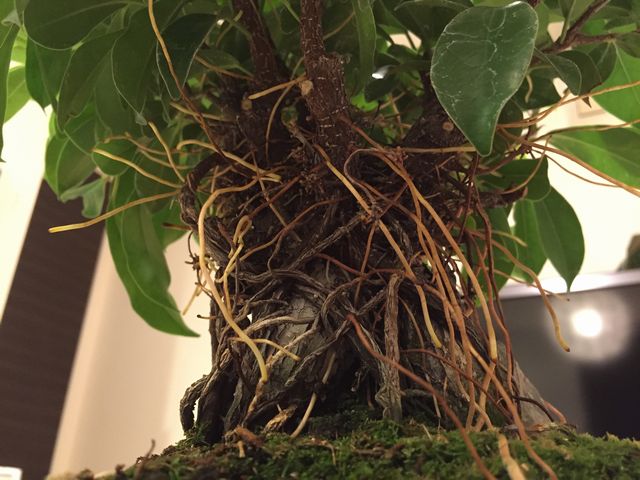 ガジュマル気根