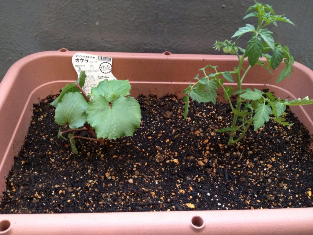 赤オクラの苗