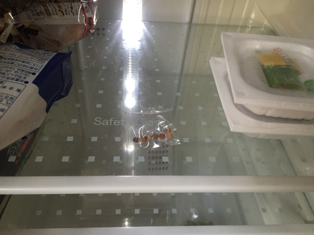サクラの種を冷蔵庫にいれる