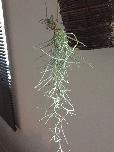 ウスネオイデス