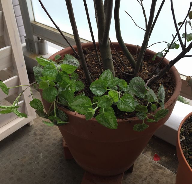 ジューンベリーのグランドカバー