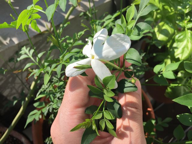 ジャスミン・ホワイトプリンセスの花