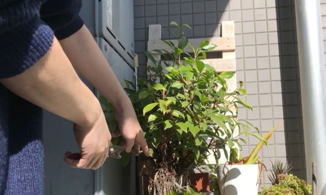 幹と気根が見えるように剪定する