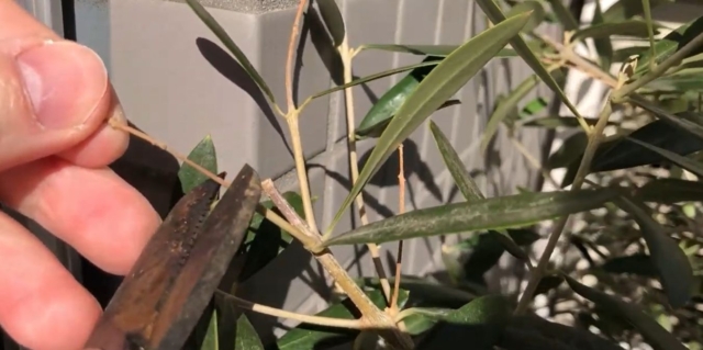 オリーブ古い枝剪定