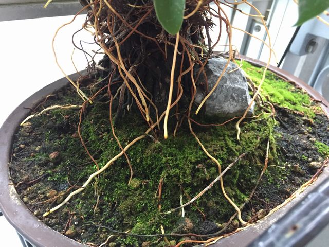 ガジュマル気根