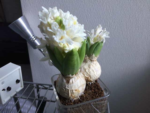 ヒアシンスの花