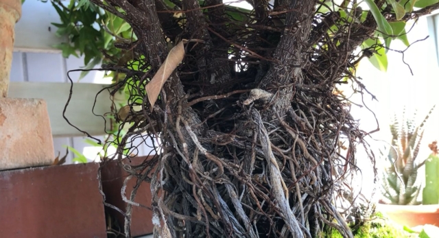 気根の掃除