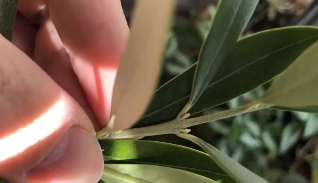 オリーブの花芽