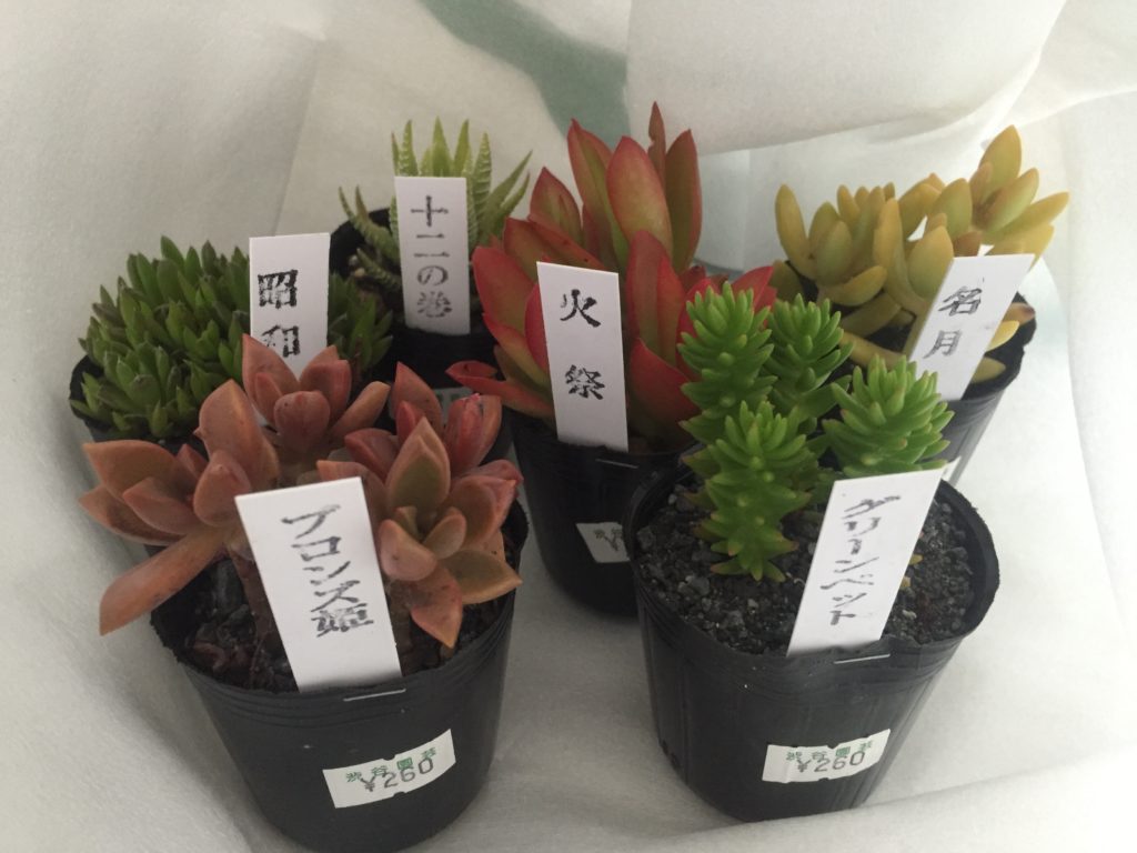 多肉植物のテラリウム