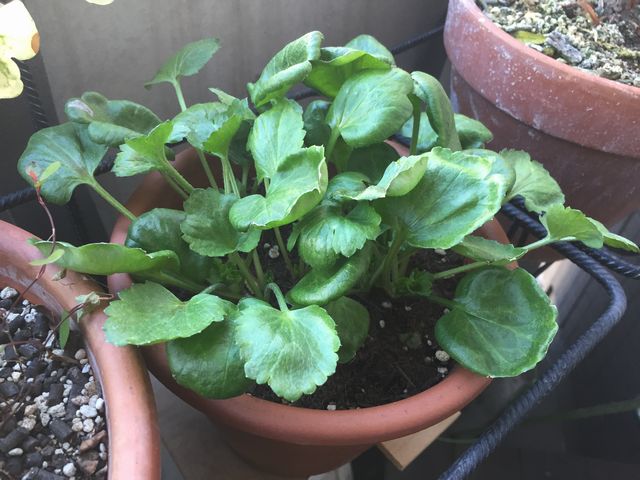 ラナンキュラス