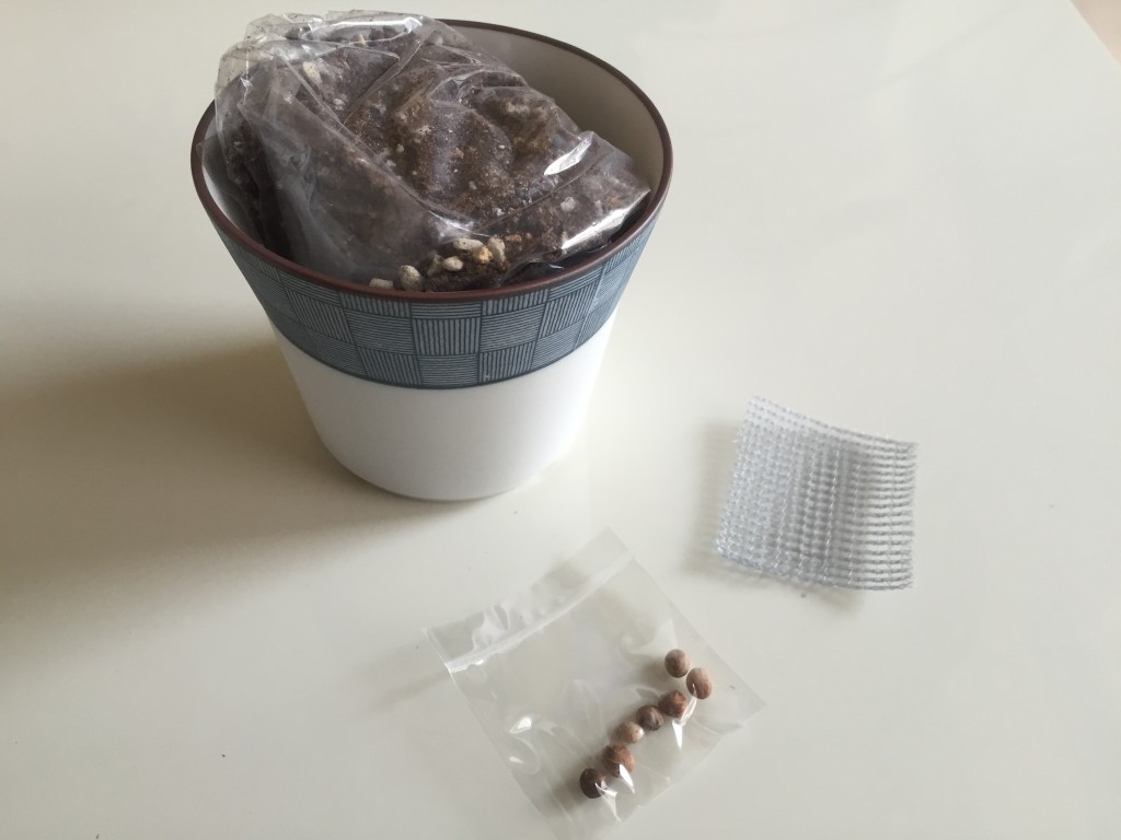 山桜盆栽セット