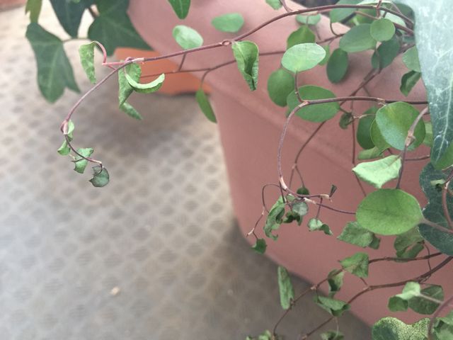 ワイヤープランツ枯れる