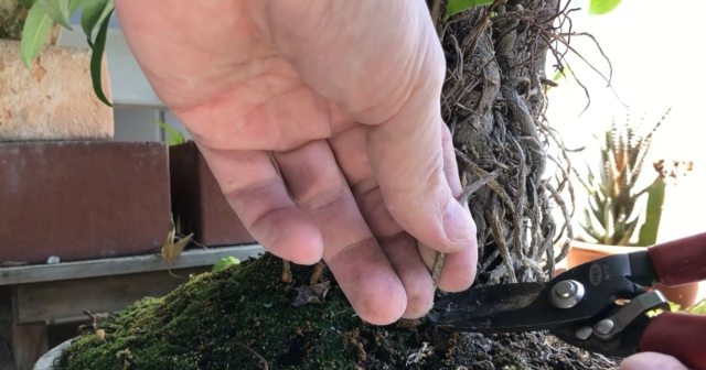 気根の剪定