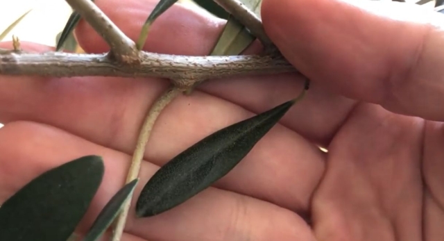 オリーブ下向き枝の剪定