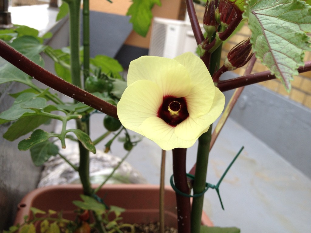 赤いオクラの花