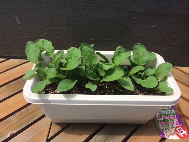 写真 2014-04-20 12 04 56