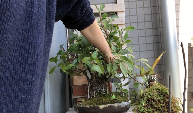 ガジュマルの枝を折り曲げる