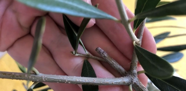 オリーブ三つ叉の剪定