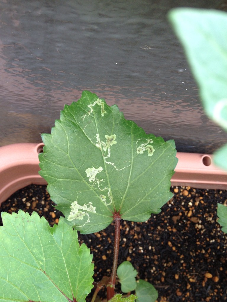 オクラの葉害虫