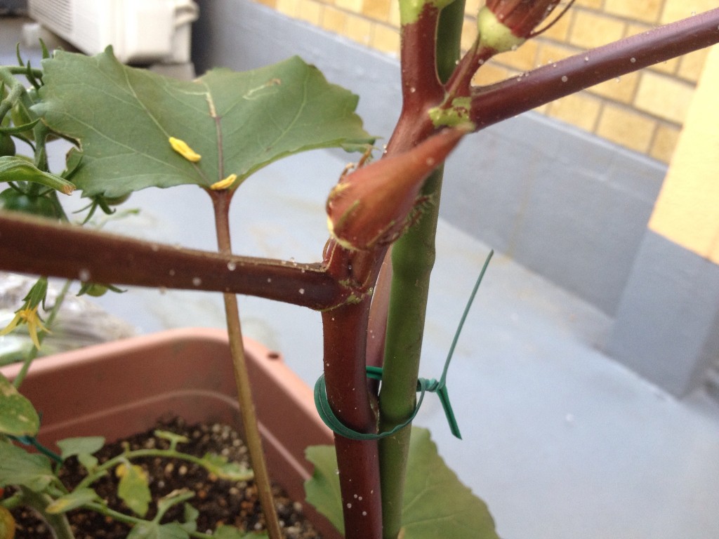 赤いオクラの実