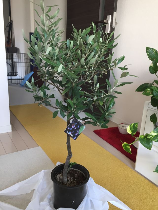 シプレッチーノ