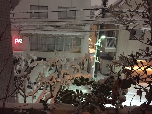 雪のシマトネリコ