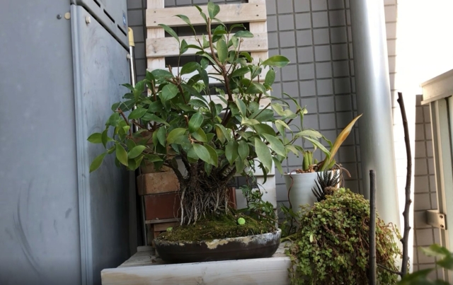 ガジュマルの剪定が完成