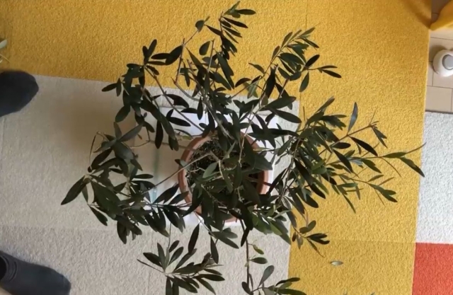 オリーブ上から