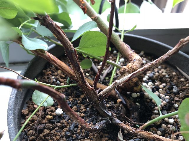 ユーカリの根元