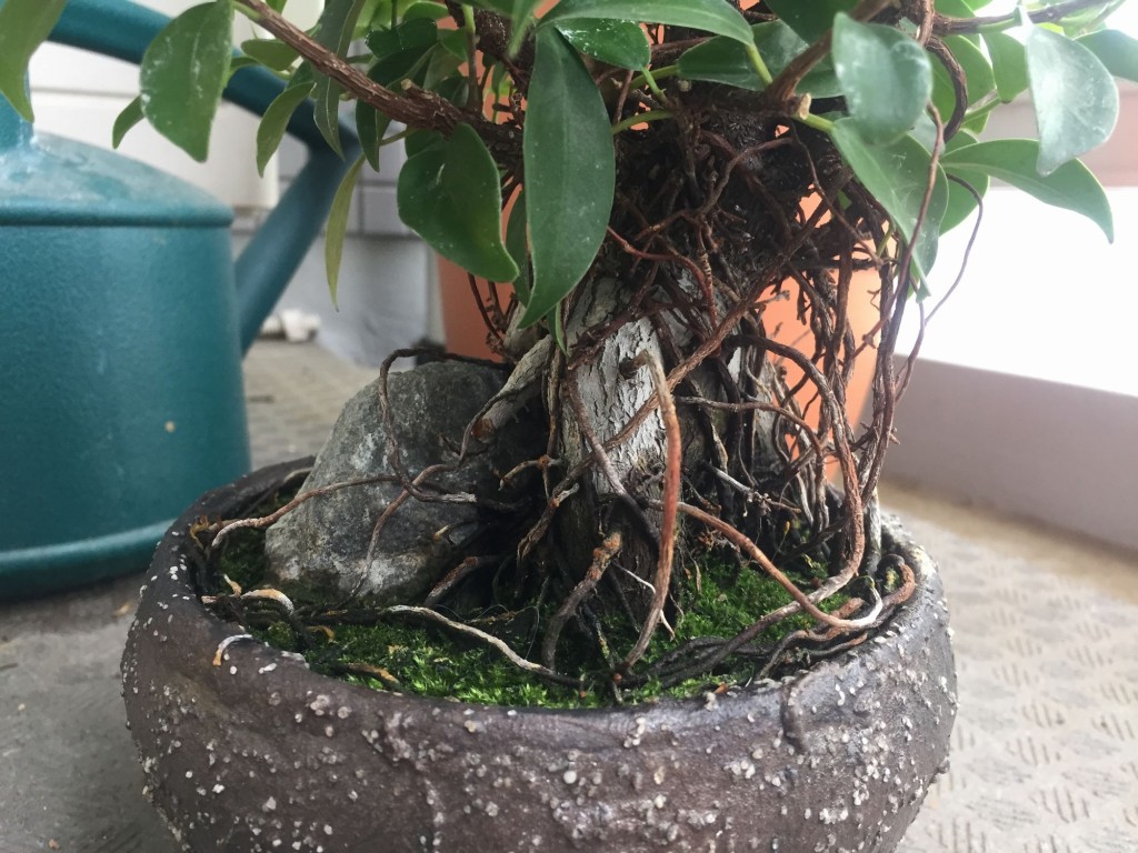 ガジュマル盆栽と気根