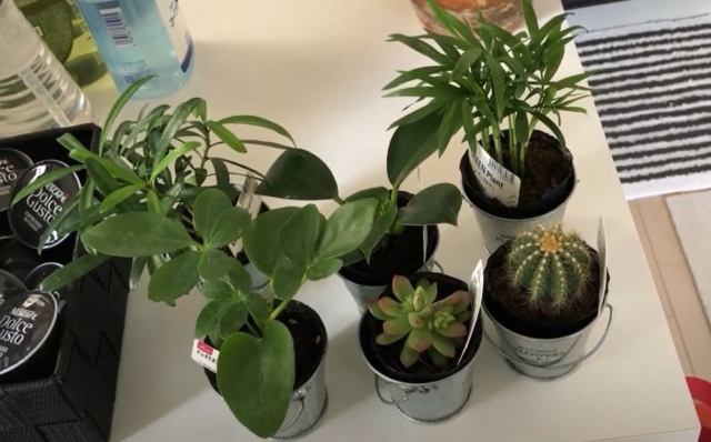 100均観葉植物