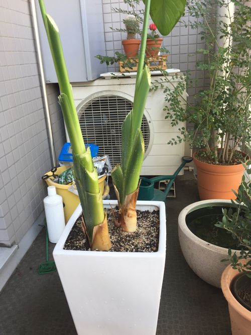 オーガスタ仕立て直し