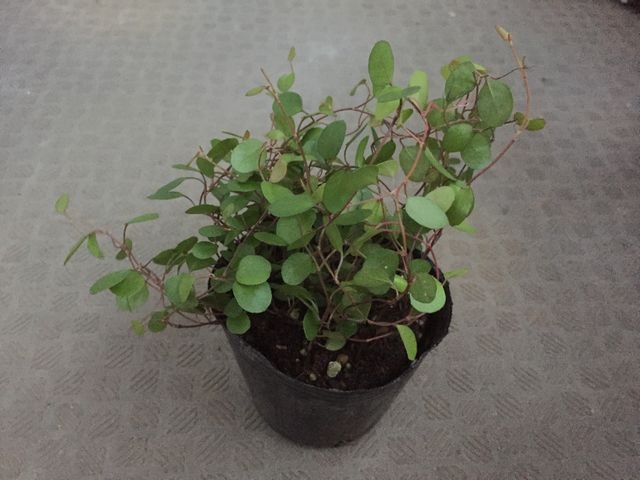 ワイヤープランツ