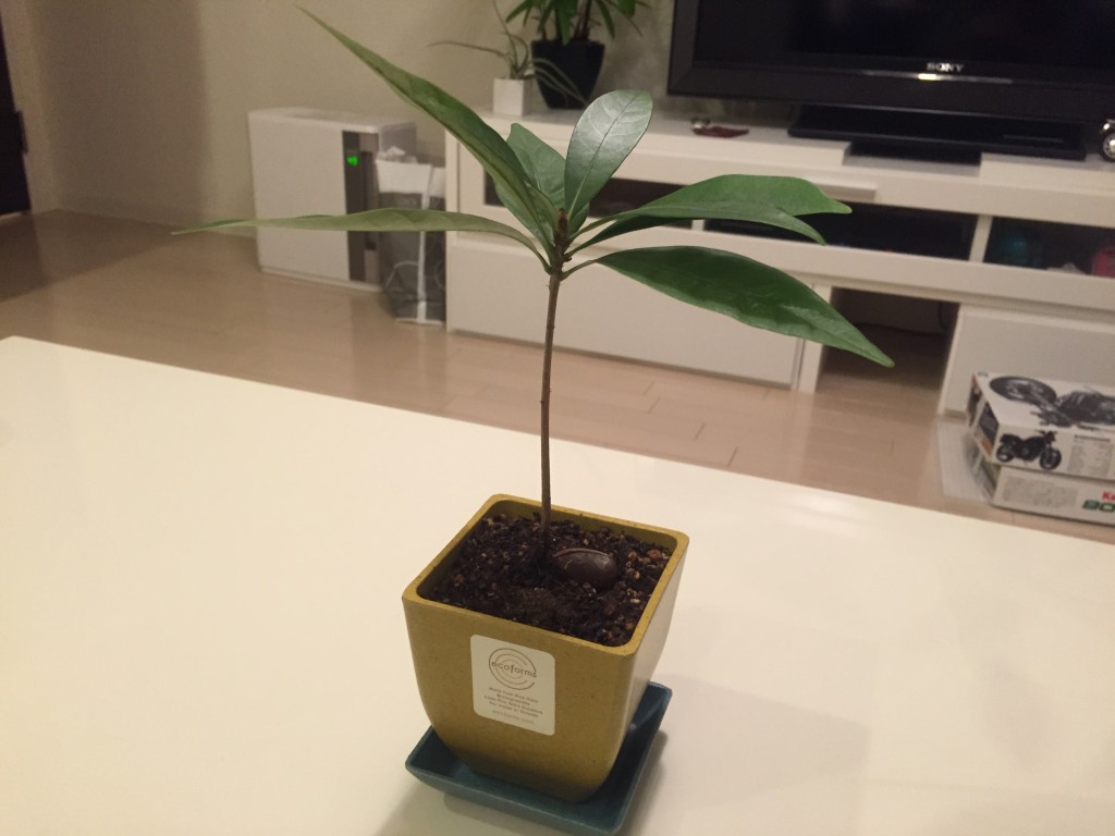 どんぐり植木鉢