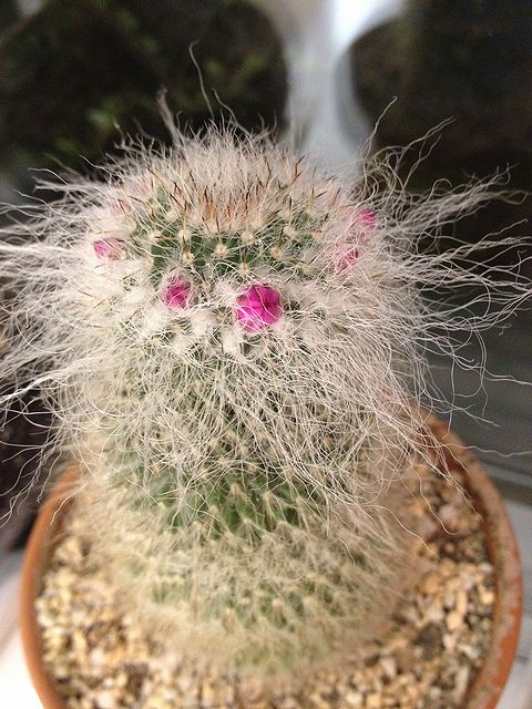 サボテンのつぼみ