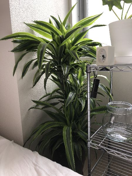 ワーネッキーレモンライム