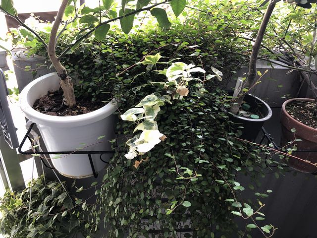 ワイヤープランツ